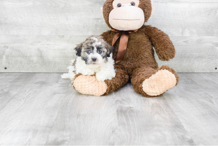 Havanese Pup Being Cute