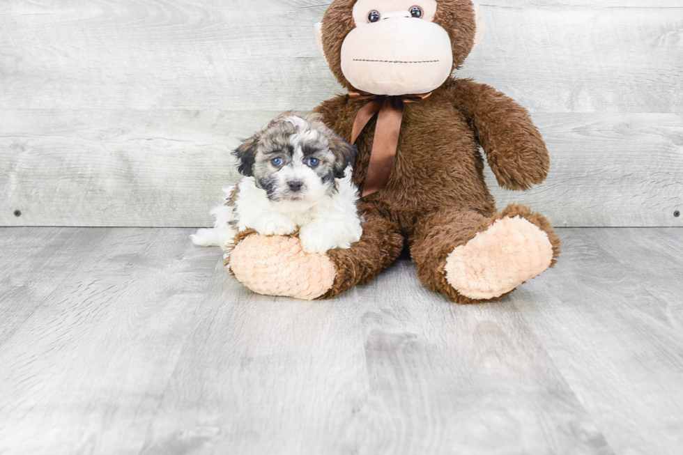 Havanese Pup Being Cute