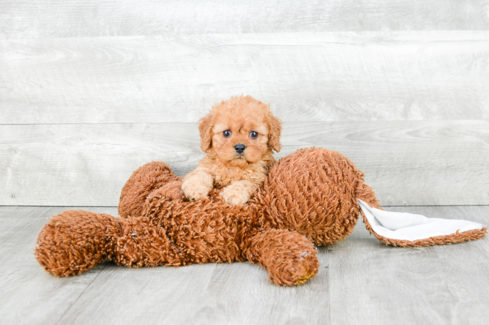 Happy Cavapoo Baby