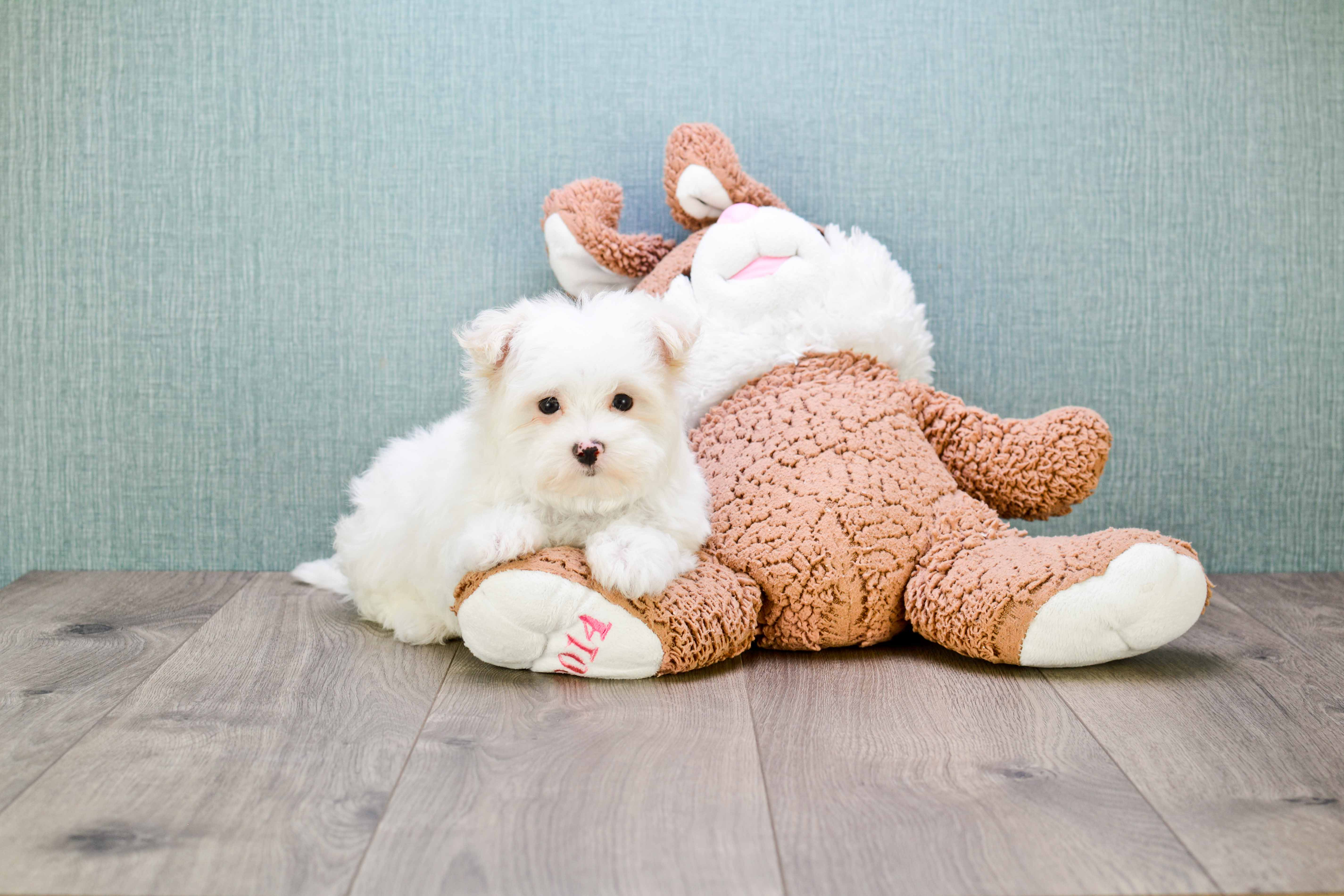 Sweet Maltipoo Baby