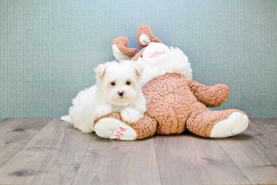 Sweet Maltipoo Baby