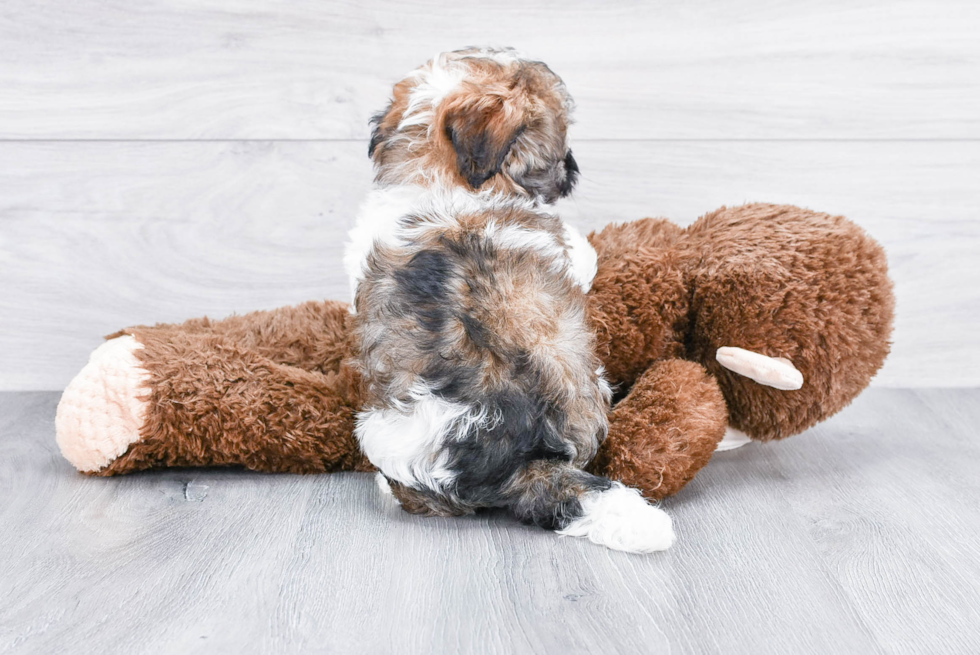 Havanese Pup Being Cute