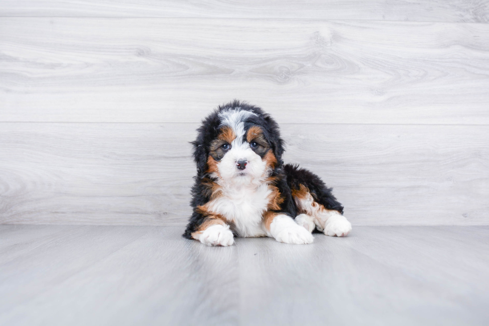 Small Mini Bernedoodle Baby