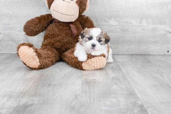 Friendly Teddy Bear Baby