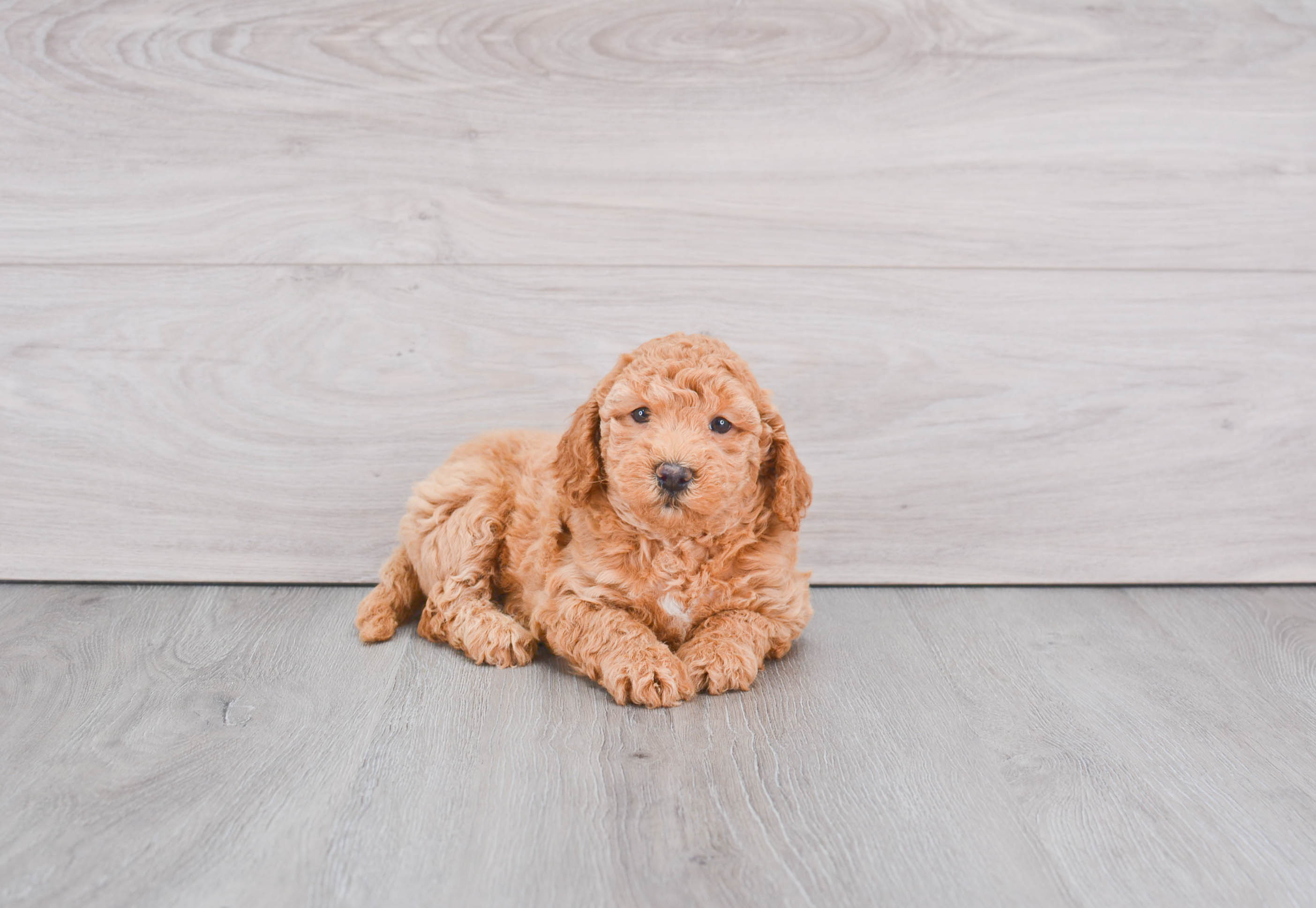 Hypoallergenic Golden Retriever Poodle Mix Puppy