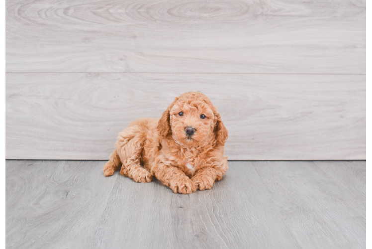 Hypoallergenic Golden Retriever Poodle Mix Puppy
