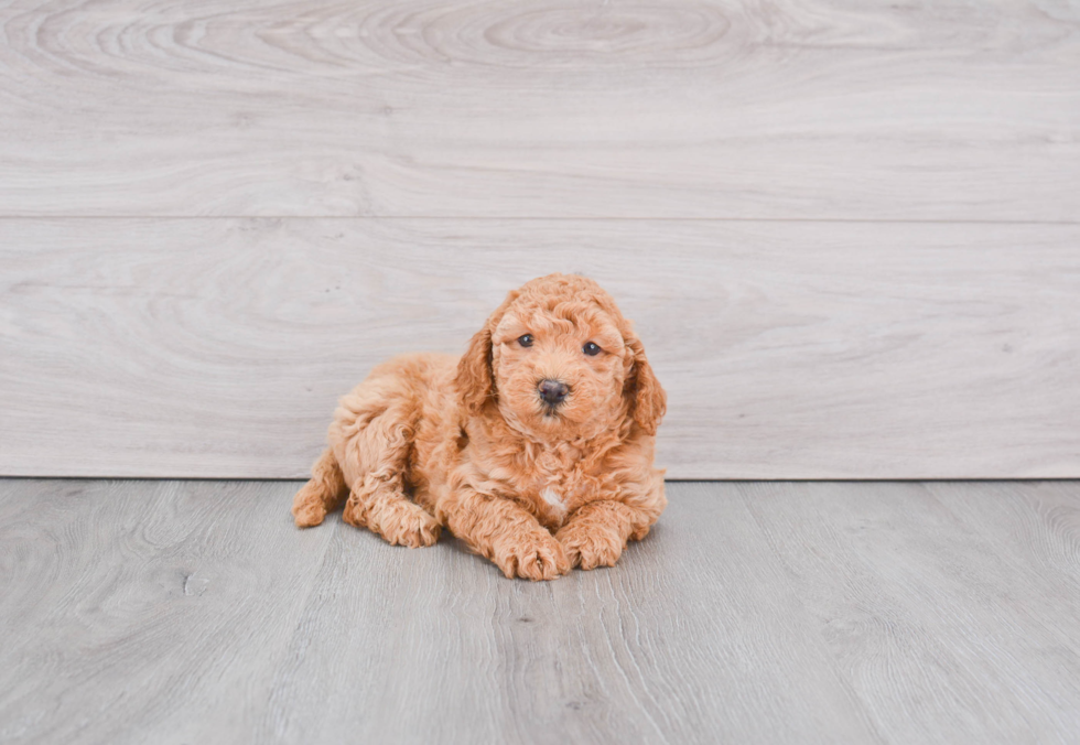 Hypoallergenic Golden Retriever Poodle Mix Puppy