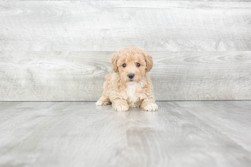 Friendly Maltipoo Baby