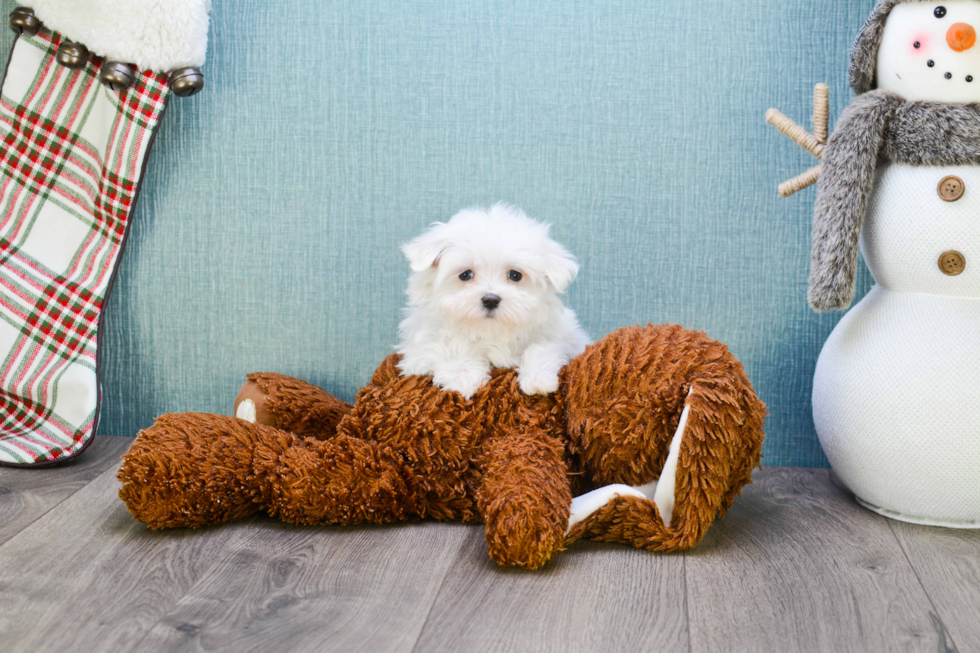 Maltese Pup Being Cute