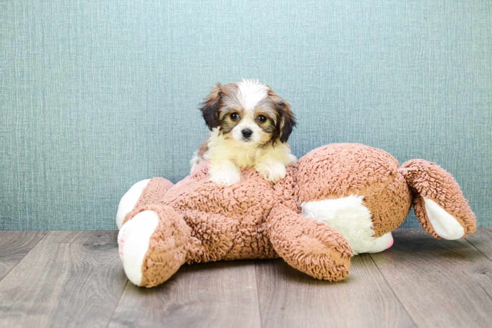 Meet Karl - our Cavachon Puppy Photo 