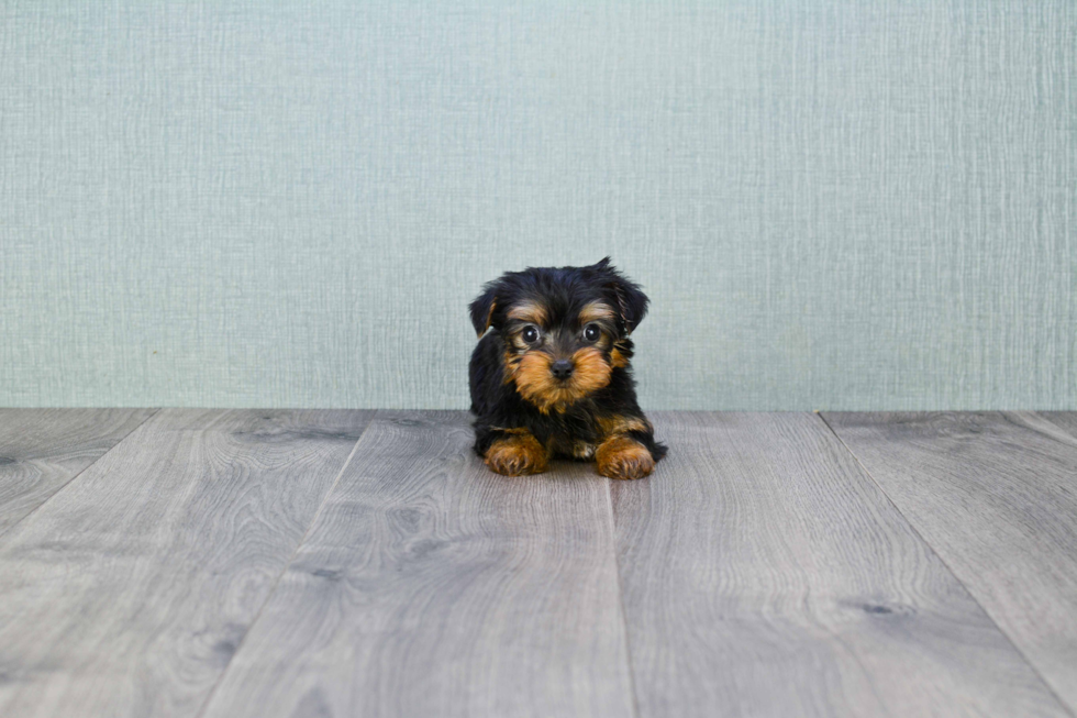 Meet Penny - our Yorkshire Terrier Puppy Photo 