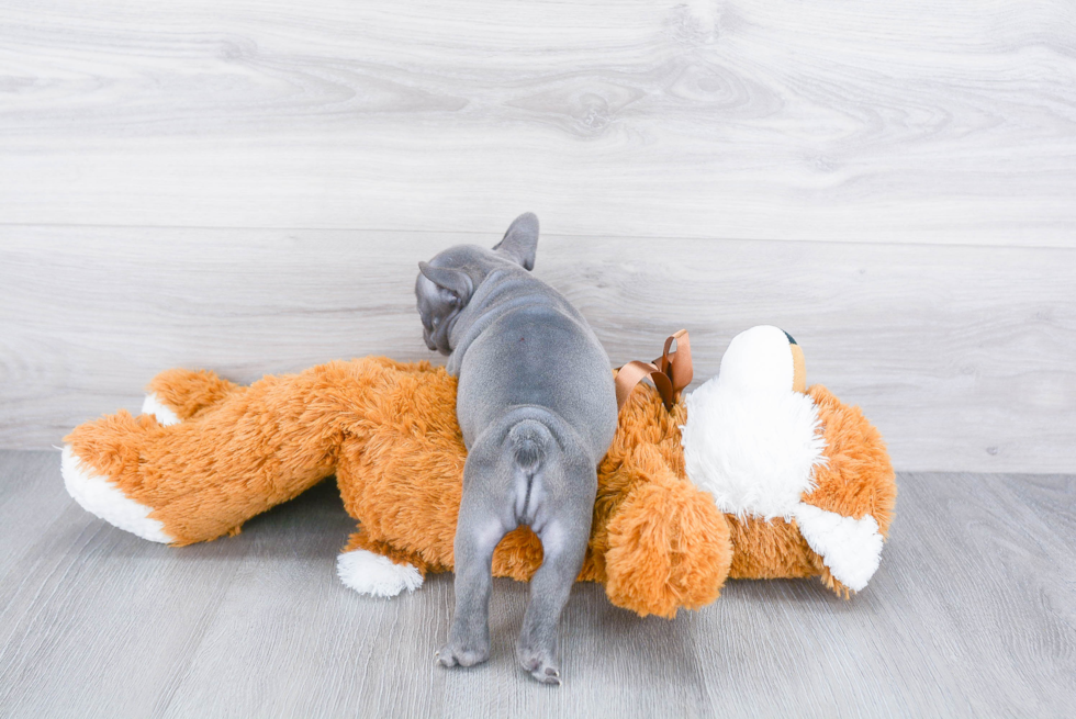 Cute Frenchie Purebred Puppy