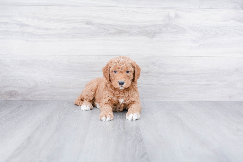 Happy Mini Goldendoodle Baby