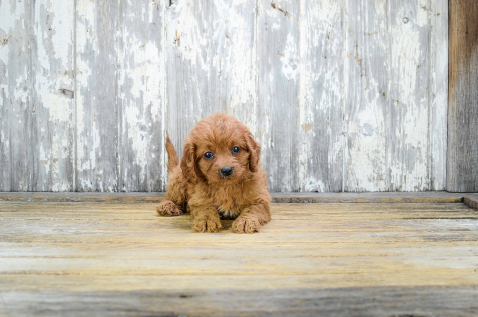 Best Cavapoo Baby