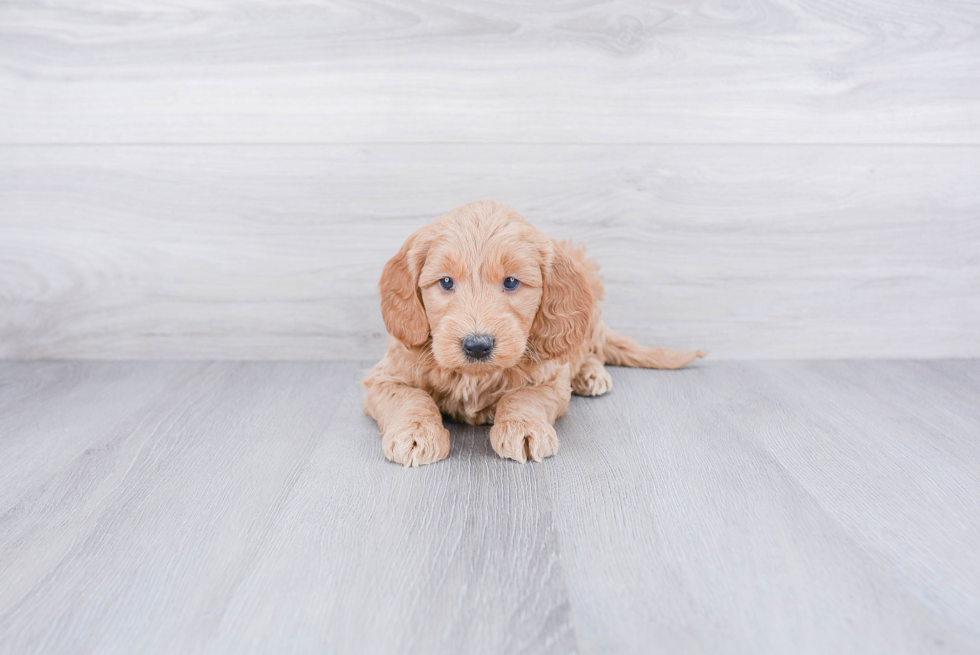 Best Mini Goldendoodle Baby