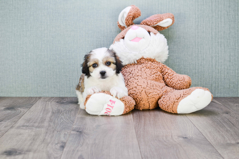 Small Cavachon Baby