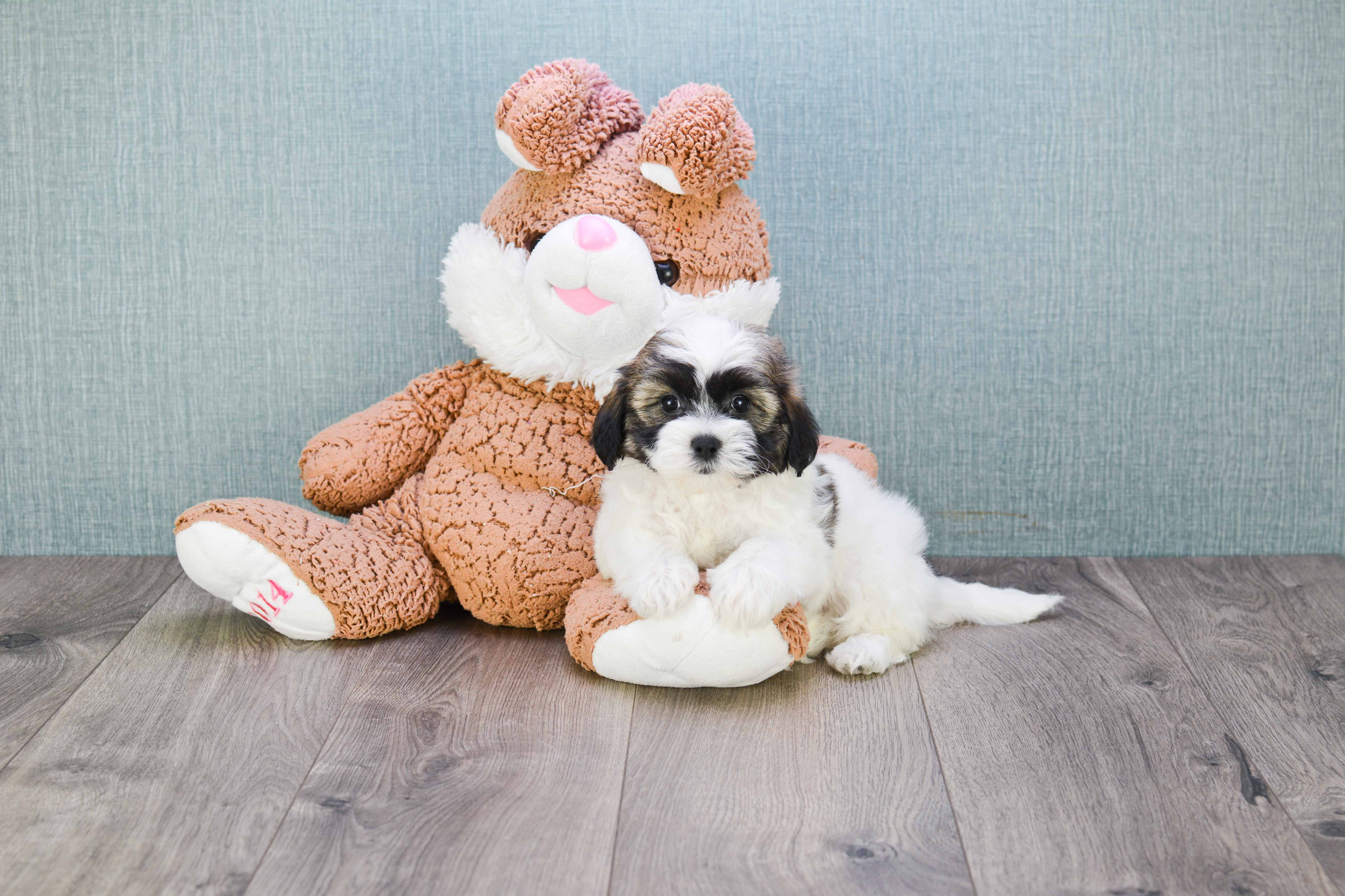 Best Teddy Bear Baby