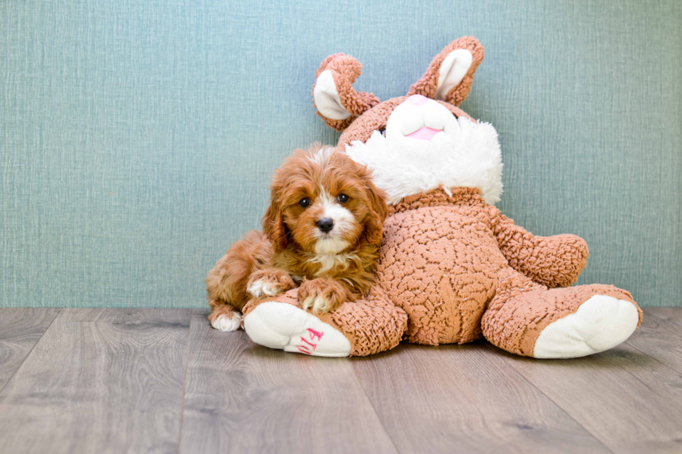 Cavapoo Pup Being Cute