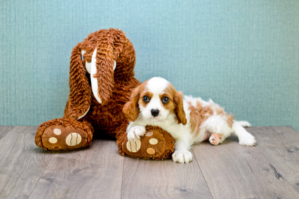 Playful Cavalier King Charles Spaniel Purebred Pup