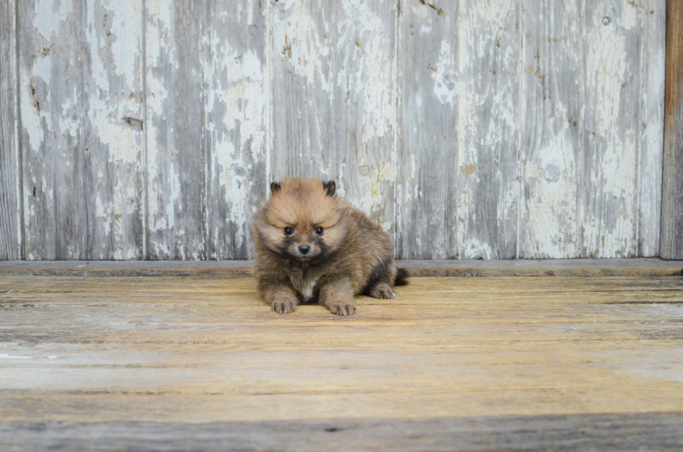 Pomeranian Puppy for Adoption