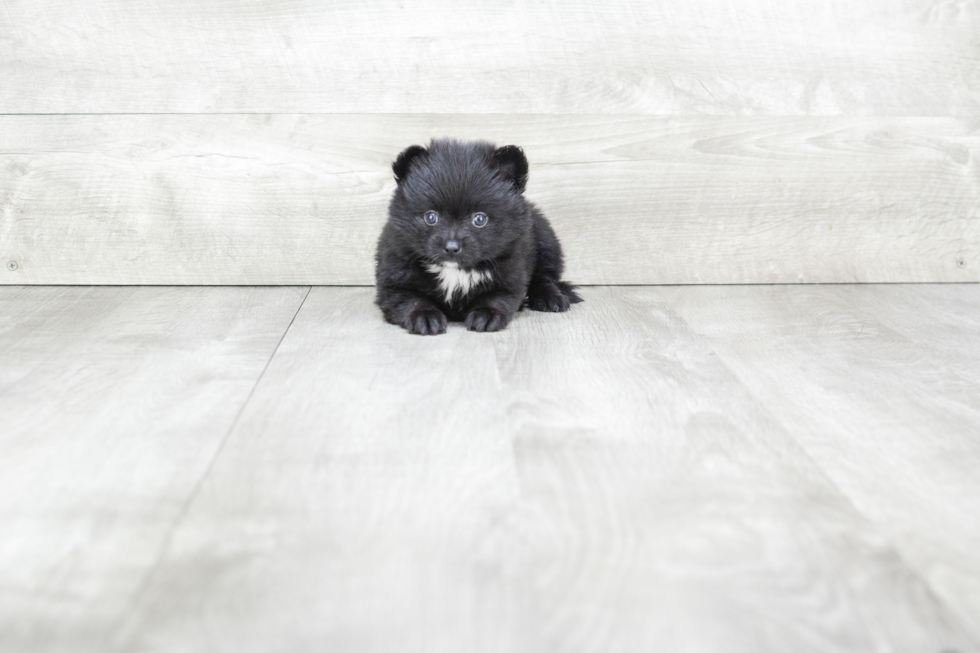 Happy Pomeranian Purebred Puppy