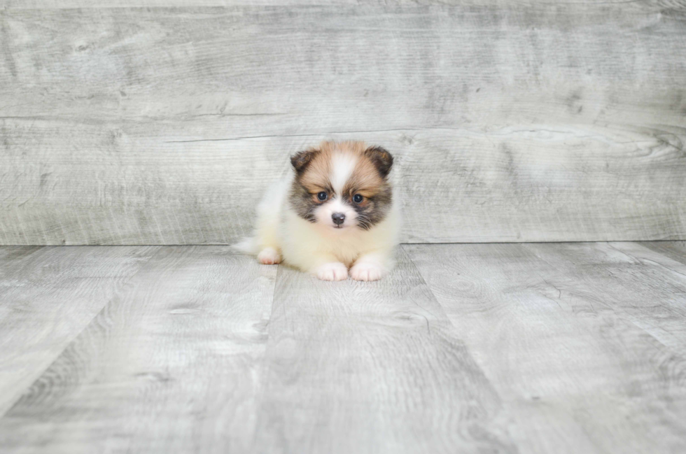 Pomeranian Pup Being Cute