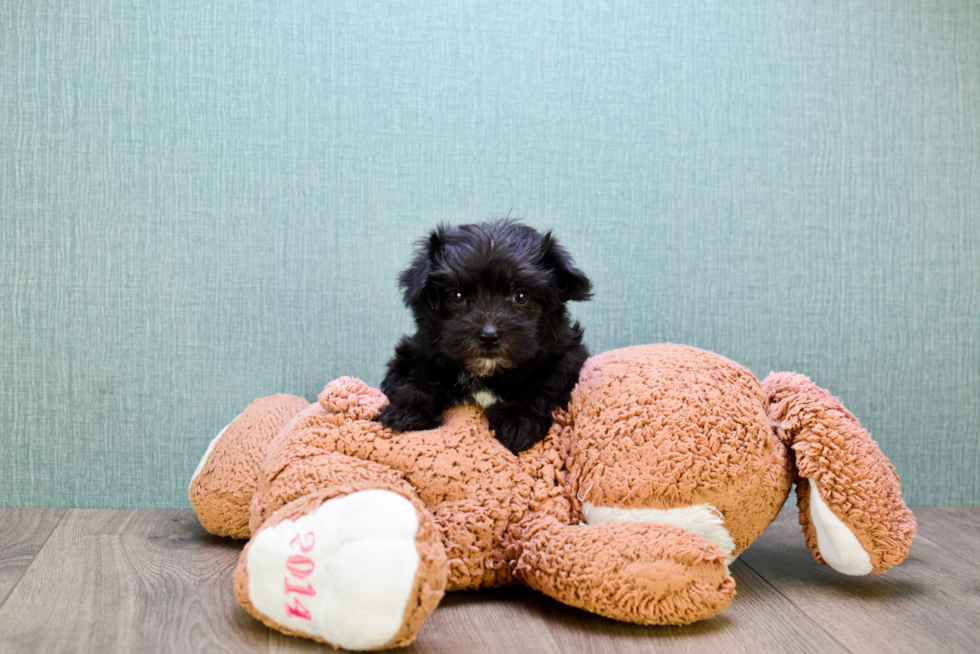 Morkie Puppy for Adoption