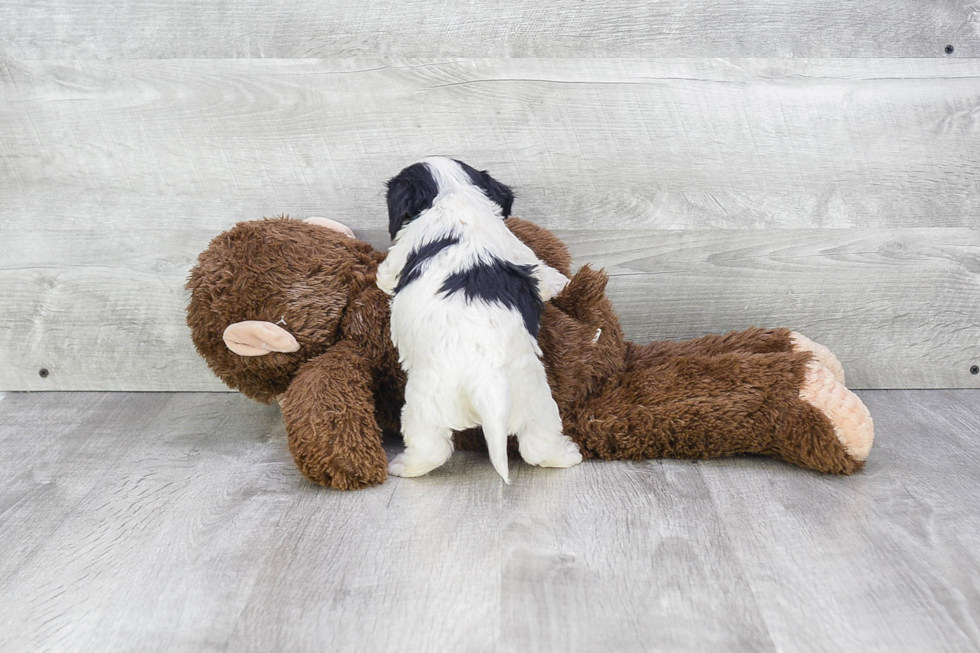 Best Cavachon Baby