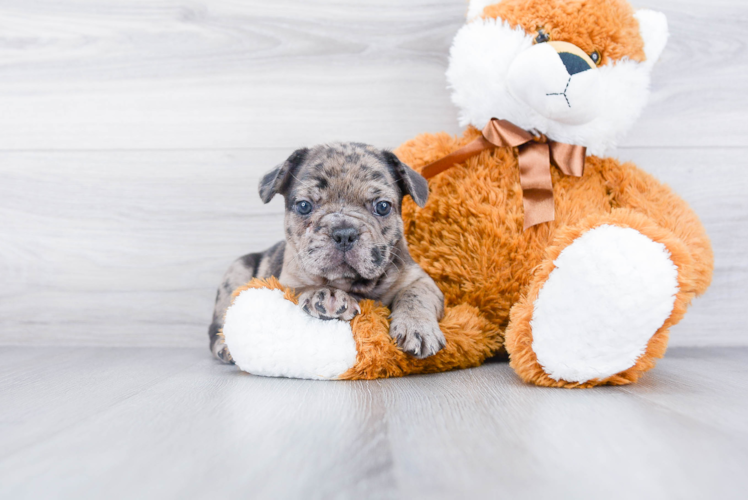 Smart Frenchie Purebred Puppy