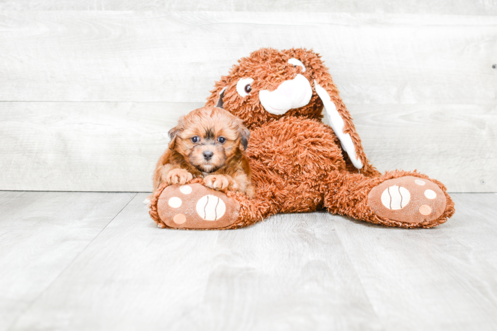 Popular Yorkie Poo Poodle Mix Pup