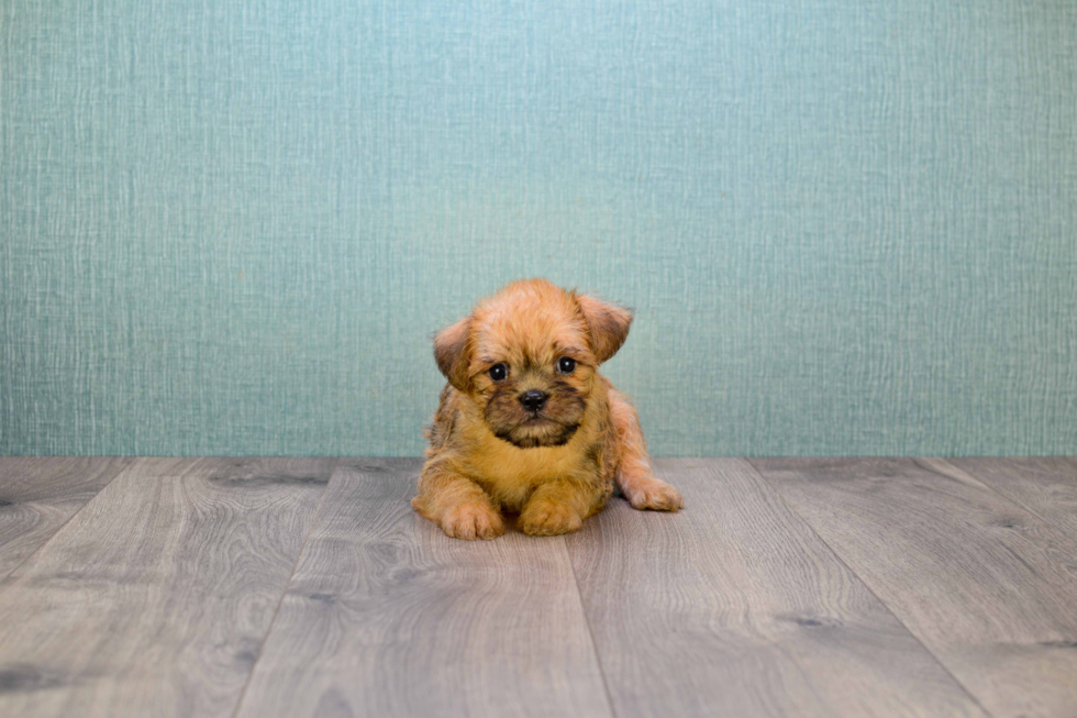 Cute Brussels Griffon Mix Puppy