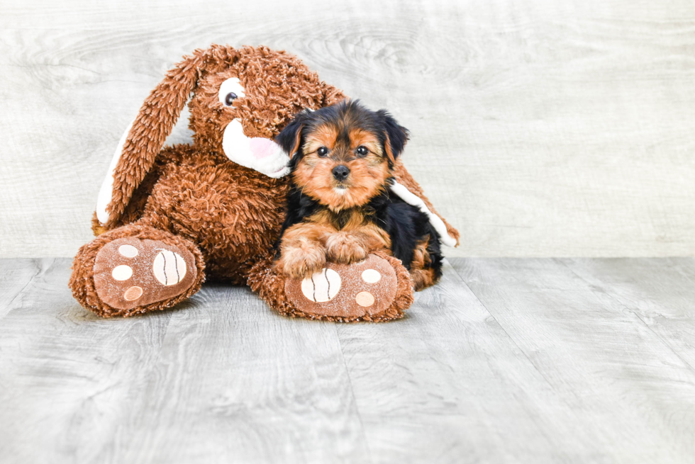 Meet Avery - our Yorkshire Terrier Puppy Photo 