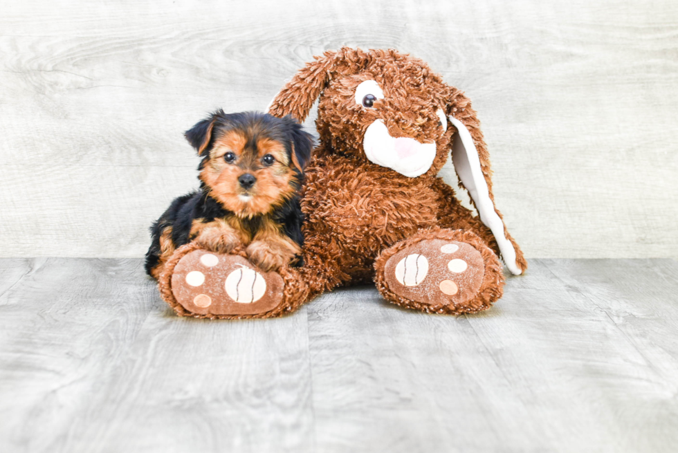 Meet Avery - our Yorkshire Terrier Puppy Photo 