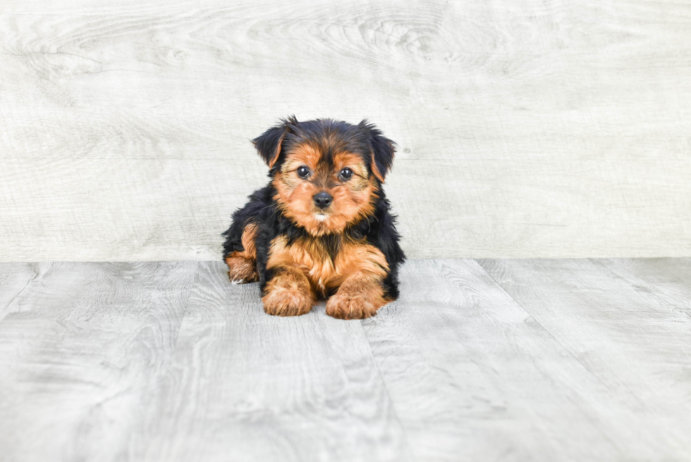 Meet Avery - our Yorkshire Terrier Puppy Photo 