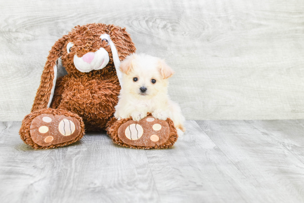 Energetic Maltepoo Poodle Mix Puppy