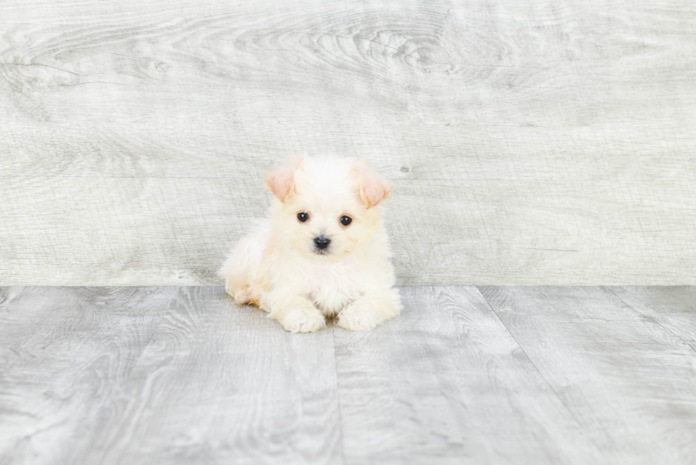 Maltipoo Puppy for Adoption