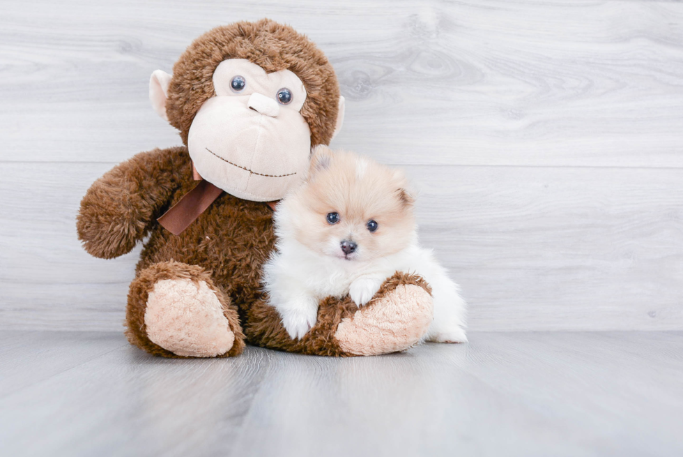 Hypoallergenic Pomeranian Baby