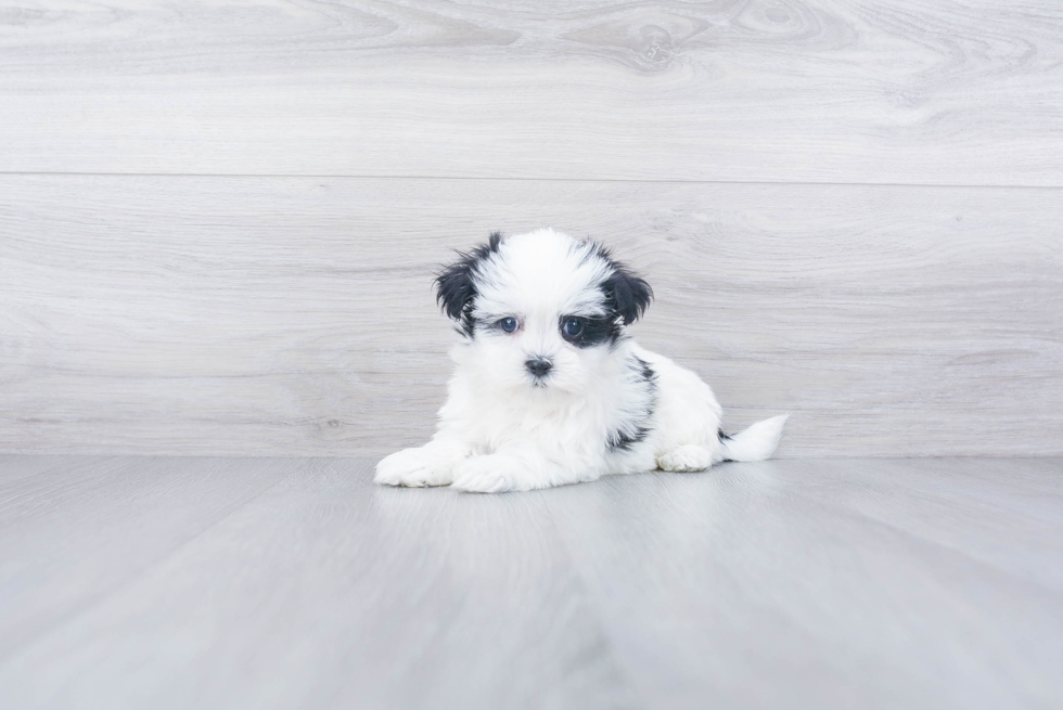 Teddy Bear Pup Being Cute