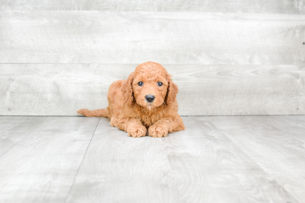 Little Golden Retriever Poodle Mix Puppy