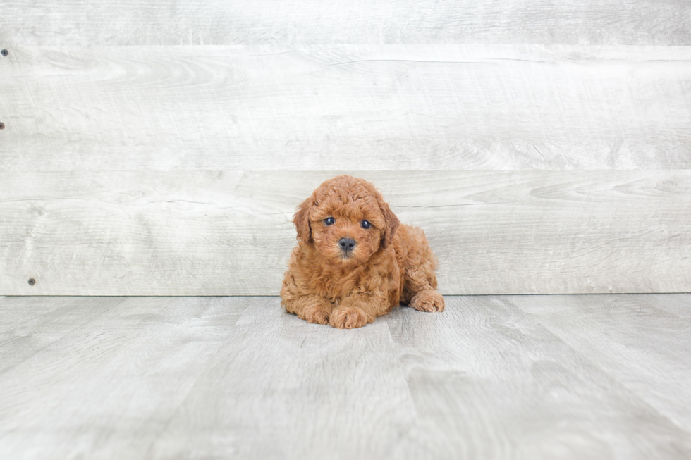 Little Cavoodle Poodle Mix Puppy