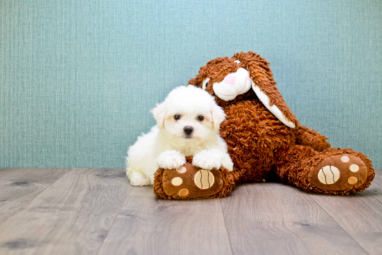 Best Maltipoo Baby