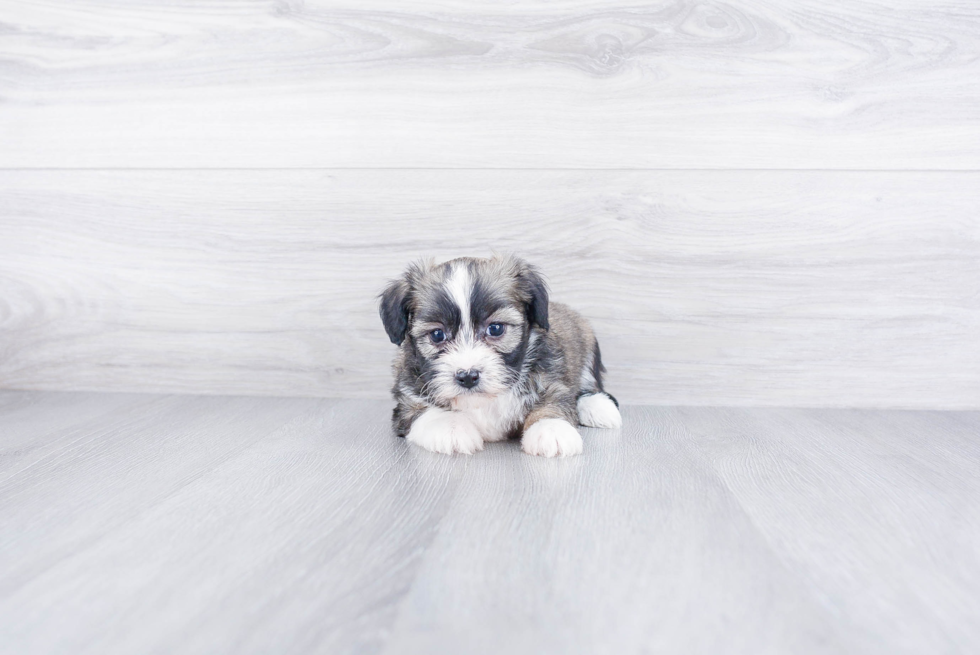 Havanese Puppy for Adoption