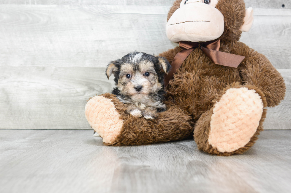 Sweet Morkie Baby