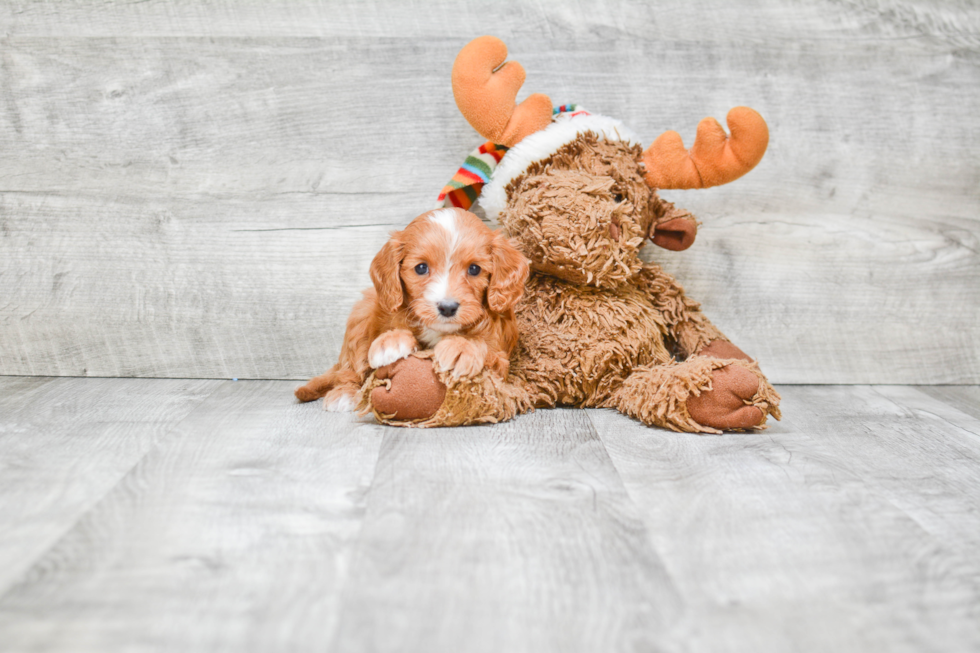 Cavapoo Puppy for Adoption