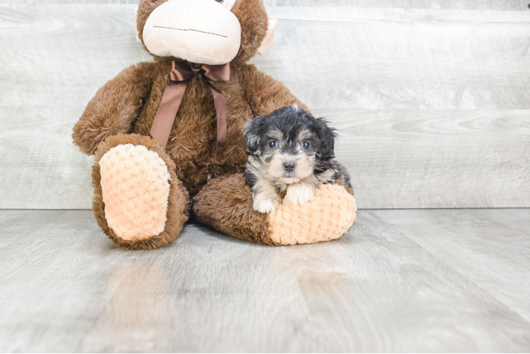 Mini Aussiedoodle Puppy for Adoption