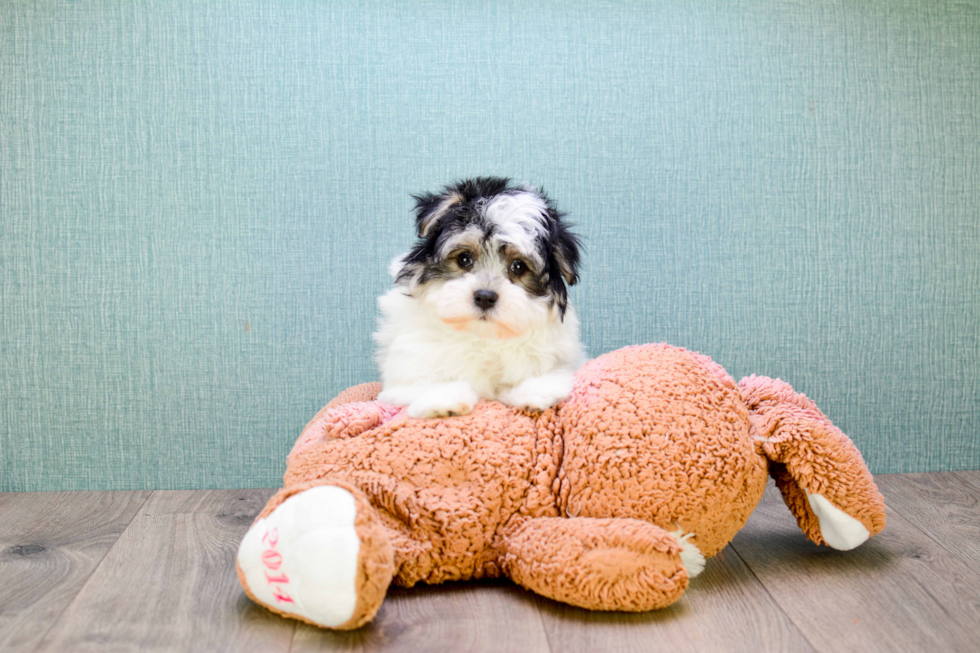 Havanese Puppy for Adoption