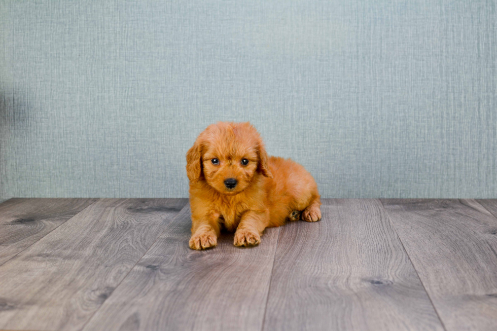 Mini Goldendoodle Puppy for Adoption