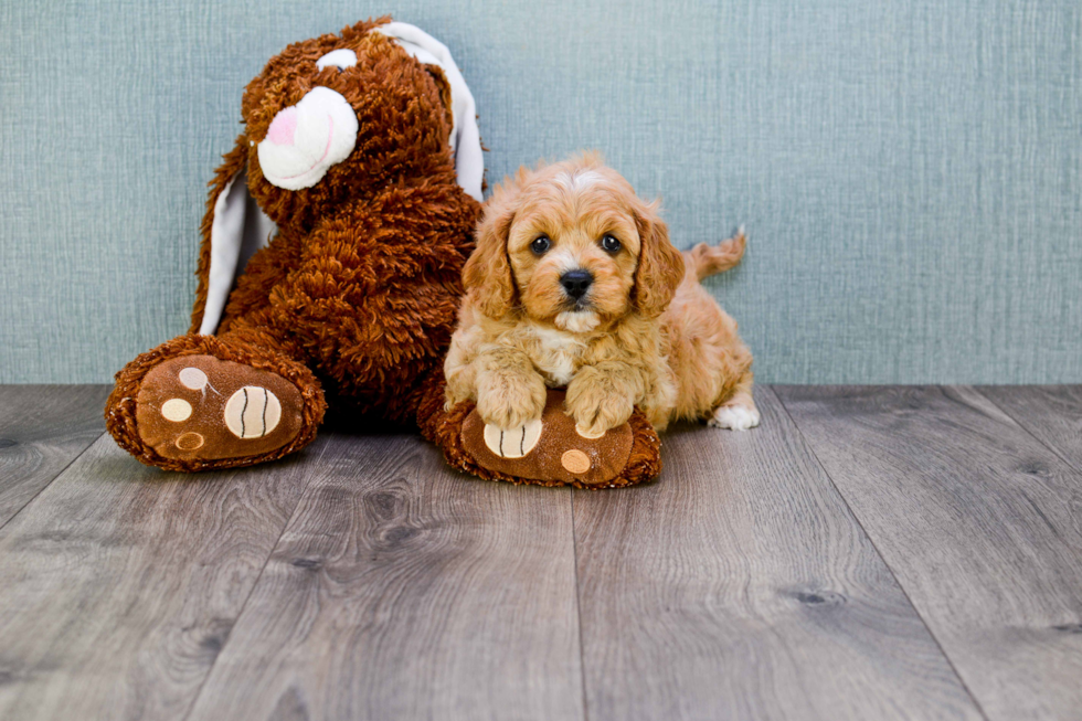 Cavapoo Pup Being Cute