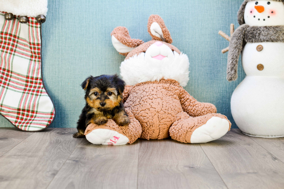 Meet Bella - our Yorkshire Terrier Puppy Photo 