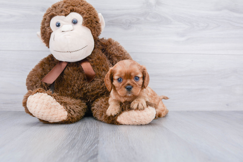 Hypoallergenic Cavalier King Charles Spaniel Purebred Pup